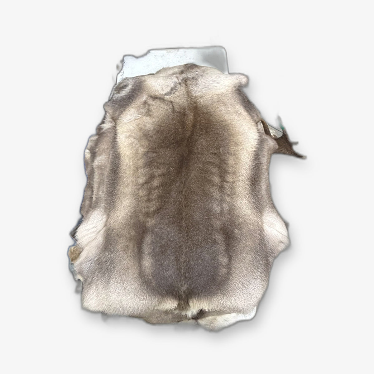 Caribou hide, hair side
