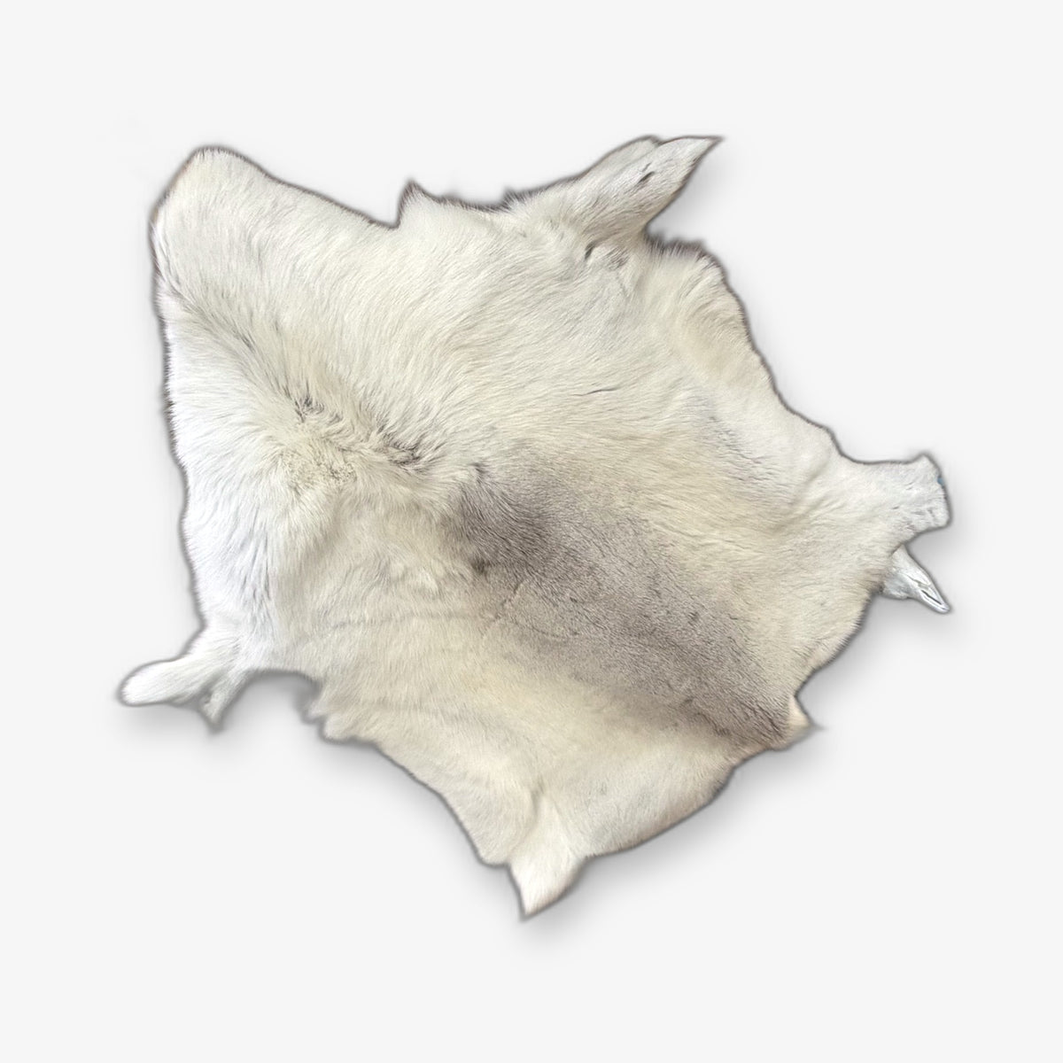 Caribou hide, tanned skin side